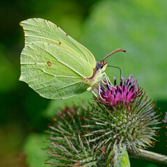 Common brimstone drinking nectra on the blosson ofn a greater burdock - Zironenfalter auf einer Klettenblüte