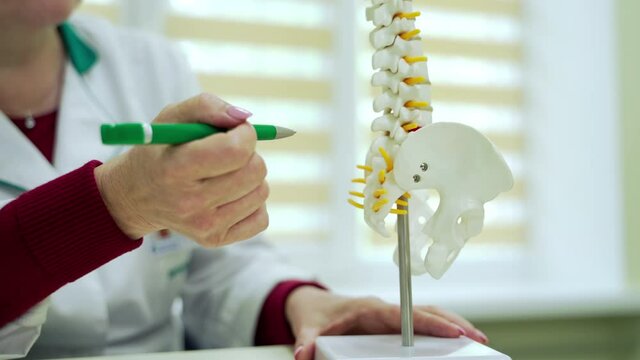 Doctor showing spine model. Close up of medical doctor pointing on spine model