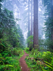 path in the redwood forest