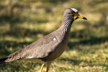 red winged blackbird