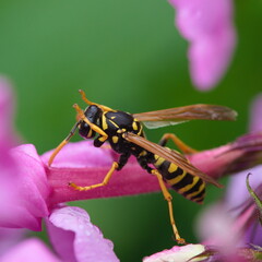 European paper wasp on the flower  in the garden