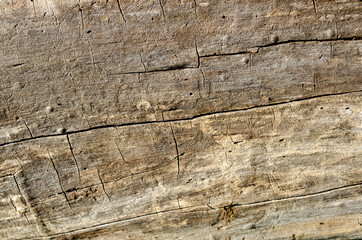 Weathered tree bark close-up, horizontal layout