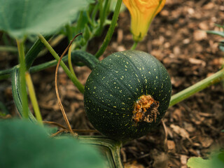 Green Organic Pumpkin in Raised Bed or Permaculture Hill Mound, Close-up.