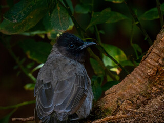 red winged blackbird