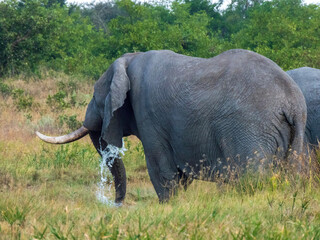 Fototapeta premium elephant in the wild