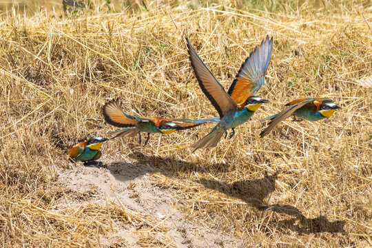 Decollo di un gruccione realizzato con una sequenza di foto