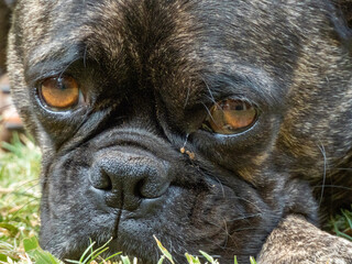 english bulldog portrait