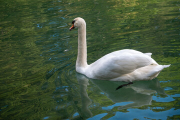A graceful white swan swimming on a lake with dark green water. The white swan is reflected in the water