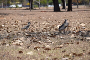 quero-quero no Cerrado