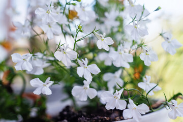 White Lobelia erinus flowers in the garden, selective focus.