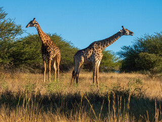 giraffe in the savannah