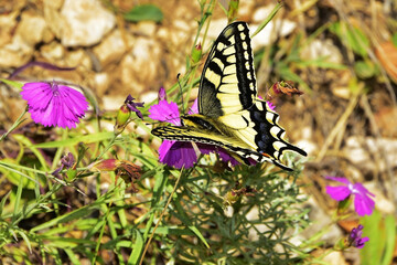 Butterfly in search of nectar