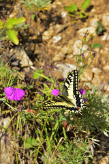 Butterfly in search of nectar