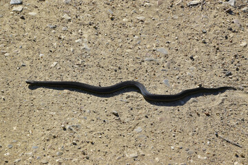 Black viper on the road