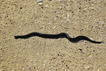 Black viper on the road