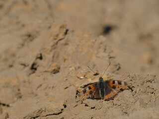 Small tortoiseshell (Aglais urticae) - butterfly with damaged wings resting on sand, Gdansk, Poland