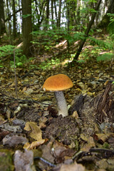 Boletus mushroom (redhead)