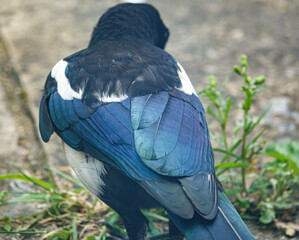 beautiful metallic blue sheen of a magpie's feathers