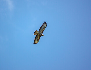 a buzzard (Buteo buteo) soaring on thermals looking for prey or carrion