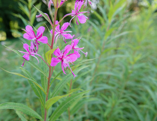 Beautiful pink flowers of Fireweed (Chamaenerion angustifolium) also known as Rosebay willowherb growing wild on Saisbury Plain UK