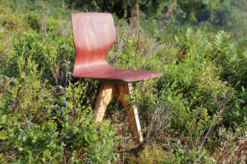 forest kindergarten chair into blueberries