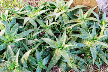 Aloe vera plants growing in a garden for home made skin care products. With copy space.