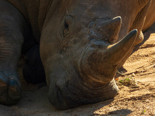 Fototapeta premium rhino in the sun