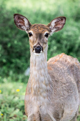 Naklejka na ściany i meble young deer profile in the woods, Montana