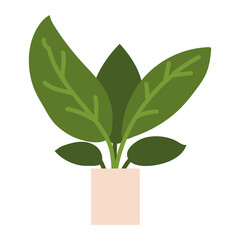 houseplant interior decoration