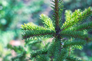 Top of a green Christmas tree, selective focus. Christmas mood, blurred background with bokeh. Celebrating Christmas
