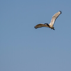 pelican in flight