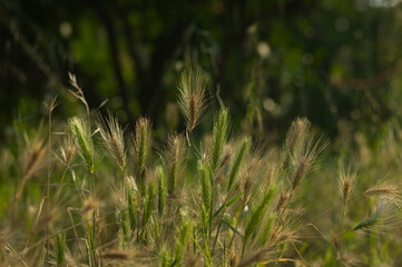 Unripe wheat ears close up in the warm morning sun in a grassy field. Warm gold and green background photo