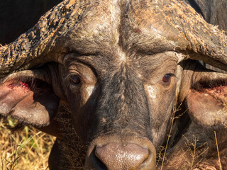 close up of a buffalo
