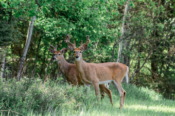 two bucks in the woods of Whiteish Montana