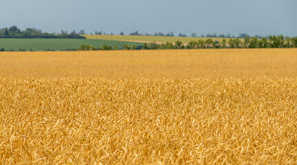 Beautiful landscape with a field of ripe wheat