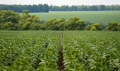 Landscape with smooth rows of sunflower shoots going to the horizon