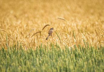 Red-backed shrike sits on a spikelet of ripe wheat in a grain field © Игорь Кляхин