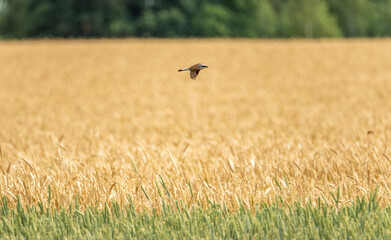 Red-backed shrike flies over a field of wheat