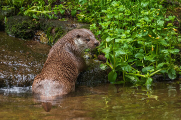 Hunting otter. European river otter, Lutra lutra, sniffs about prey in river. Endangered fish...