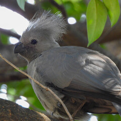 black crowned pigeon