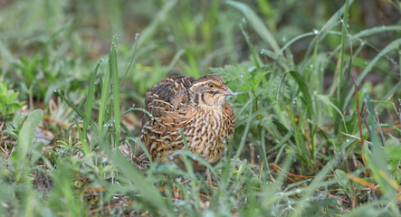 Wild domestic common quail -  coturnix coturnix, or European quail, is a small ground-nesting game...