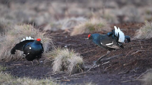 Black Grouse on spring bog ready for fighting, lekking. Spring colors of moors with black grouse, blackcock. Male Black Grouse lek game at sunrise. Lyrurus tetrix lekking in Estonia, Saaremaa swamp