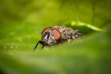 fly on leaf