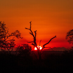 silhouette of a tree