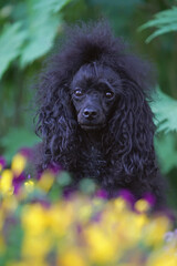 The portrait of a cute black Toy Poodle dog with a Scandinavian lion show clip posing outdoors in a blooming flowerbed in summer