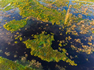 Fototapeta na wymiar morning over the swamp