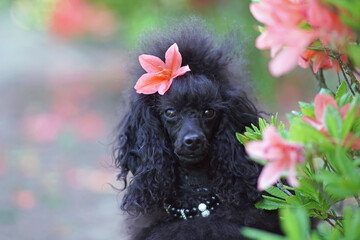 The portrait of a cute black Toy Poodle dog with a Scandinavian lion show clip and a collar posing outdoors near a blooming rhododendron bush with pink flowers in summer