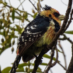 red billed hornbill