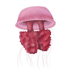 Realictic pink jellyfish on an isolated white background. Hand draw