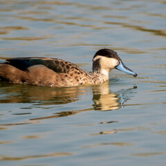 country goose swimming